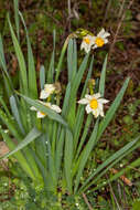 Narcissus tazetta subsp. tazetta的圖片