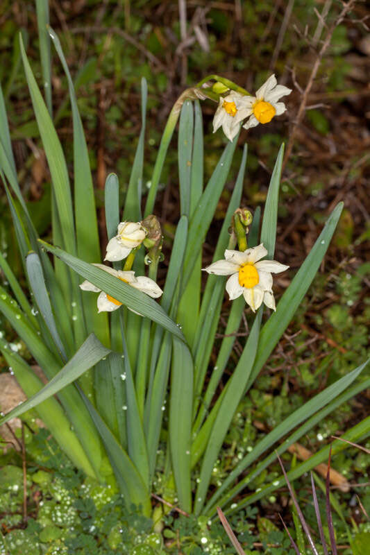 Image of Narcissus tazetta subsp. tazetta