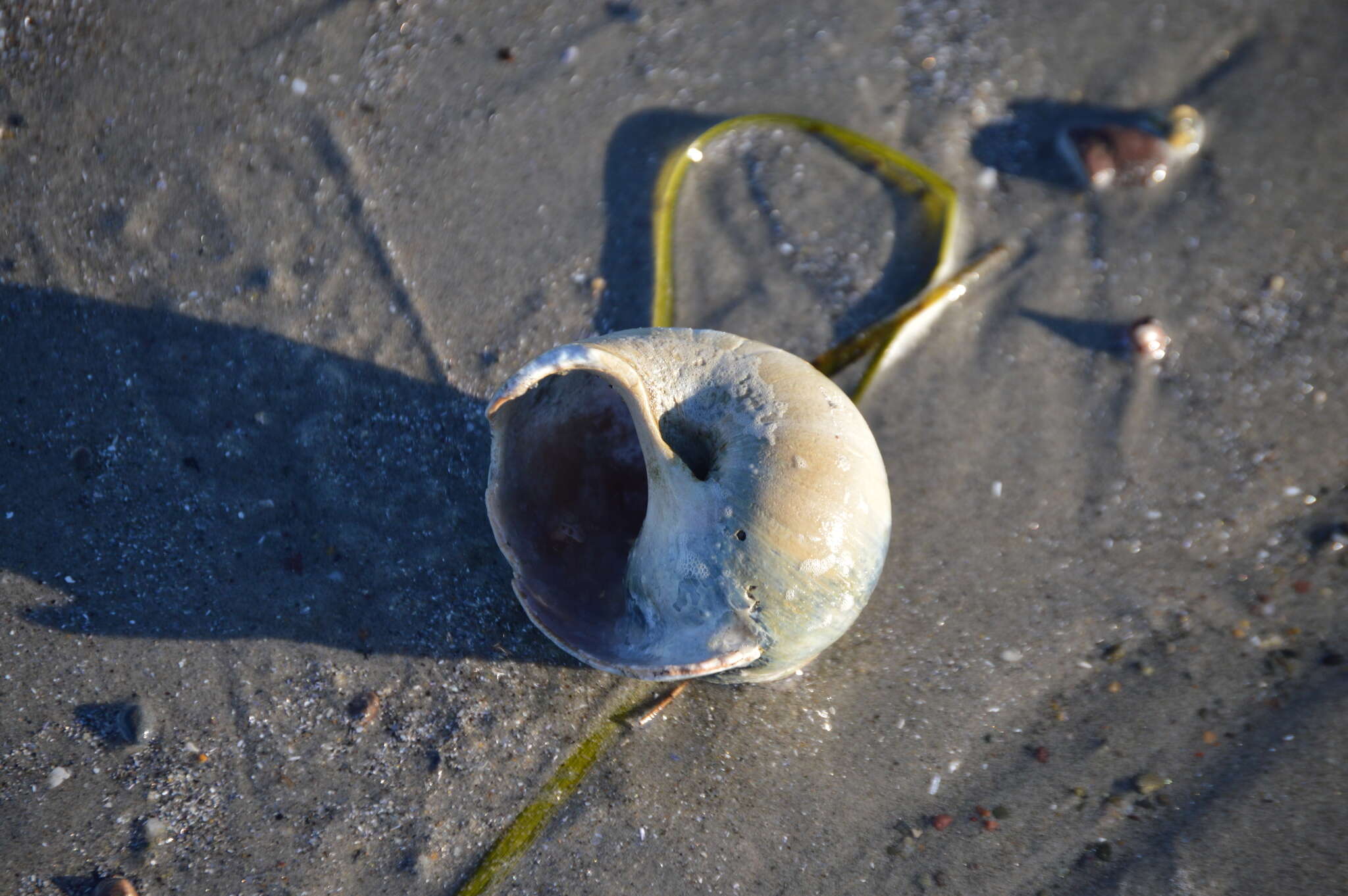 Image of common northern moonsnail