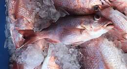 Image of Bream