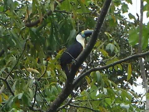 Image of Red-billed Toucan