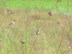 Image of White-rumped Munia