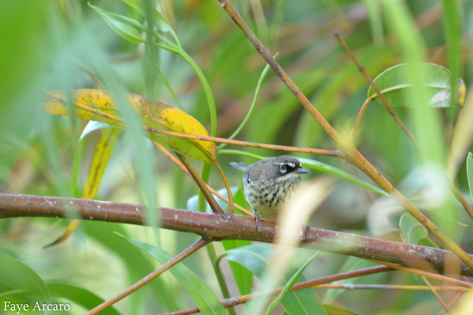 Image of Spotted Scrubwren