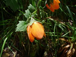 Image of Nasa grandiflora (Lam.) Weigend