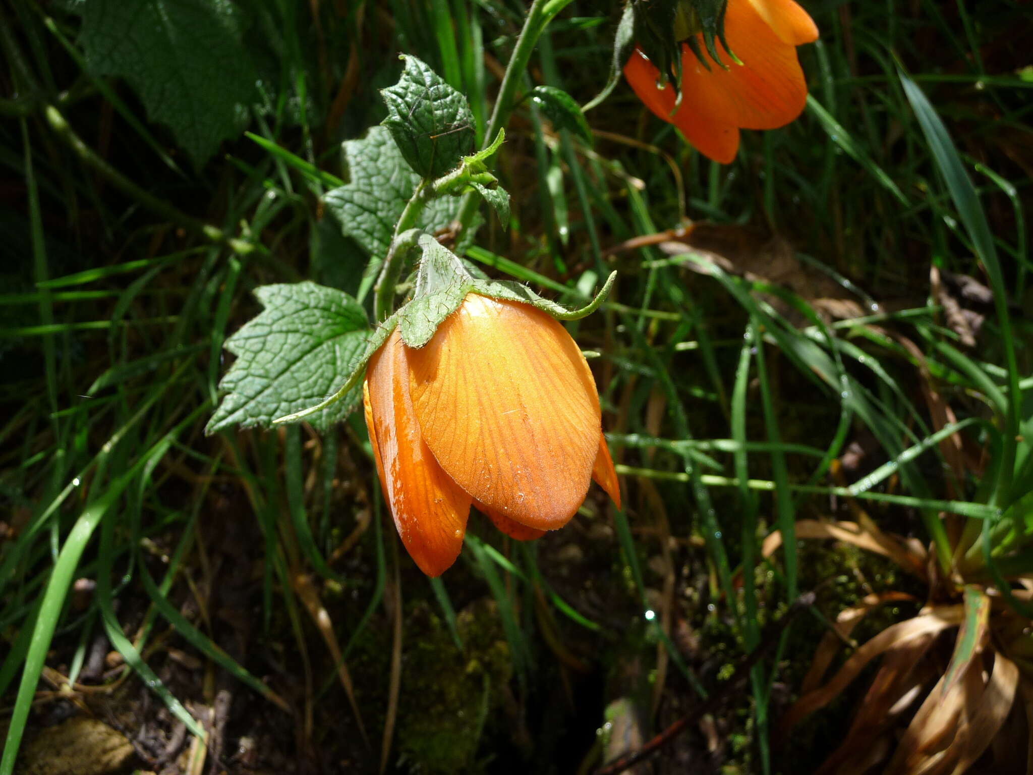 Nasa grandiflora (Lam.) Weigend resmi