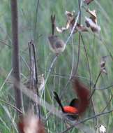 Image of Red-backed Fairy-wren