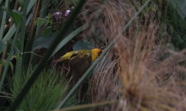 Image of Northern Brown-throated Weaver