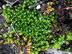 Image of oligotrichum moss