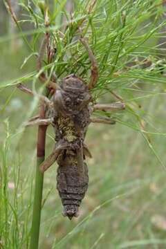 Image of Coastal Petaltail