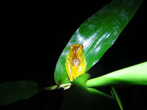 Image of Hourglass Treefrog