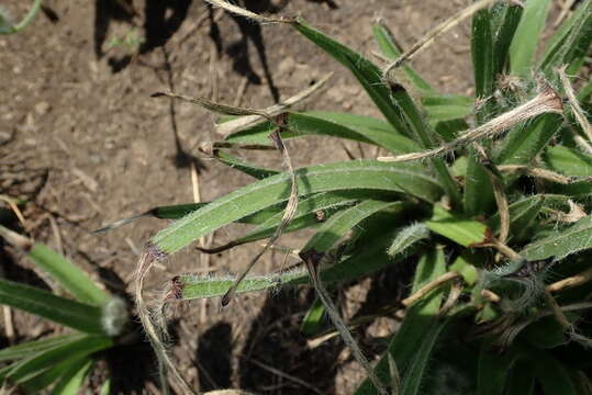 Image of Hypoxis argentea Harv. ex Baker