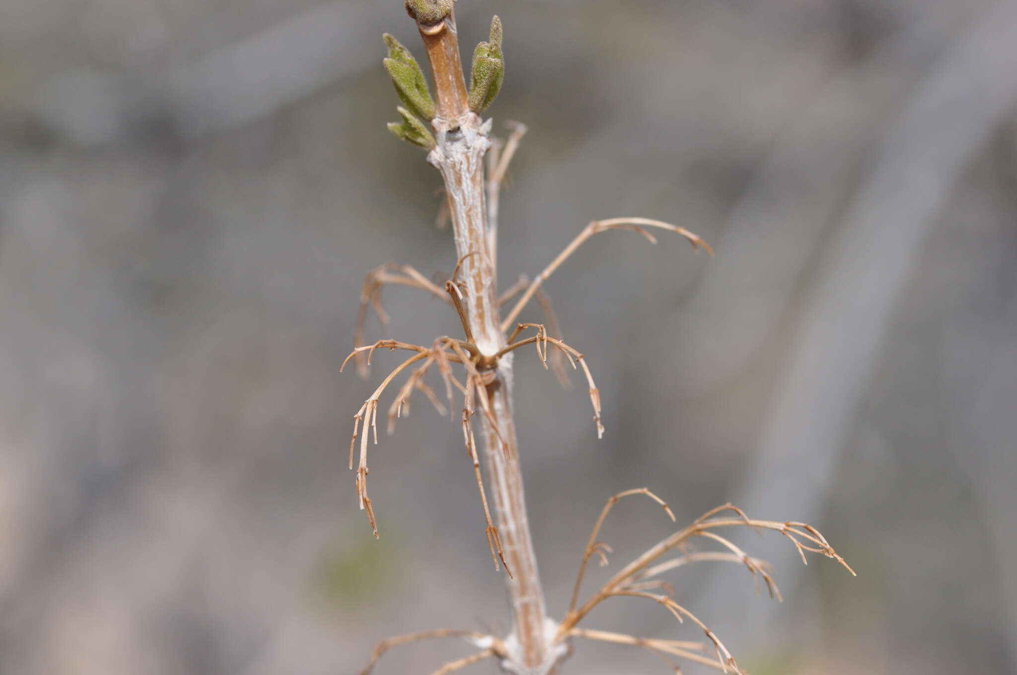 Image of single-leaf ash