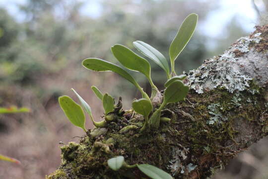 Image de Bulbophyllum pectinatum Finet