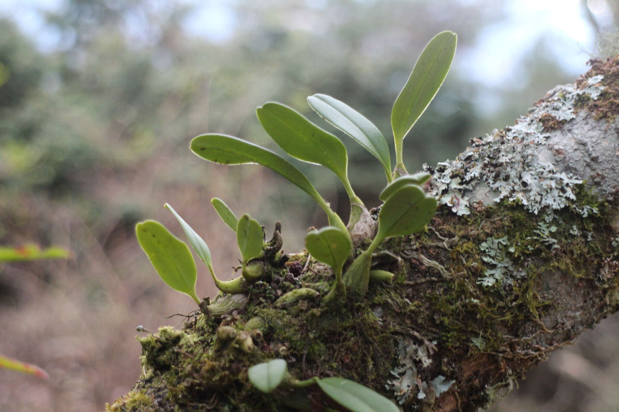 Bulbophyllum pectinatum Finet的圖片