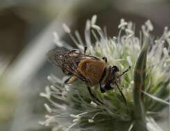 Imagem de Colletes hylaeiformis Eversmann 1852