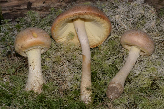 Image de Amanita wellsii (Murrill) Murrill 1920