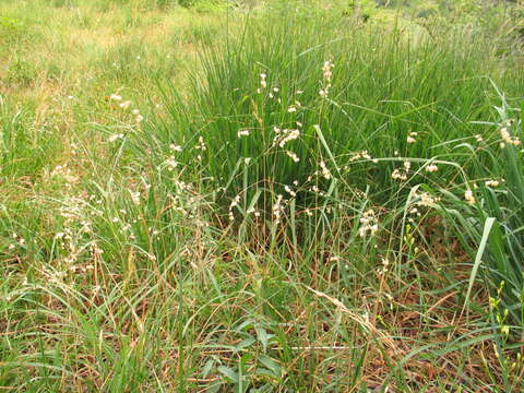 Imagem de Danthonia alpina Vest