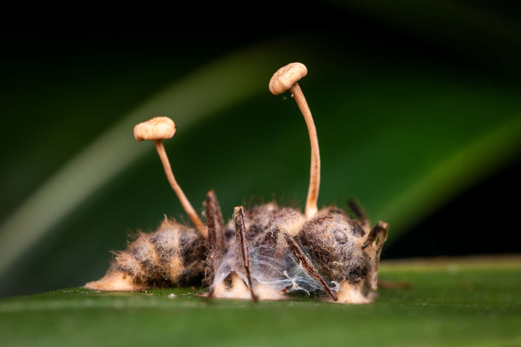 Image of Ophiocordyceps lloydii (H. S. Fawc.) G. H. Sung, J. M. Sung, Hywel-Jones & Spatafora 2007