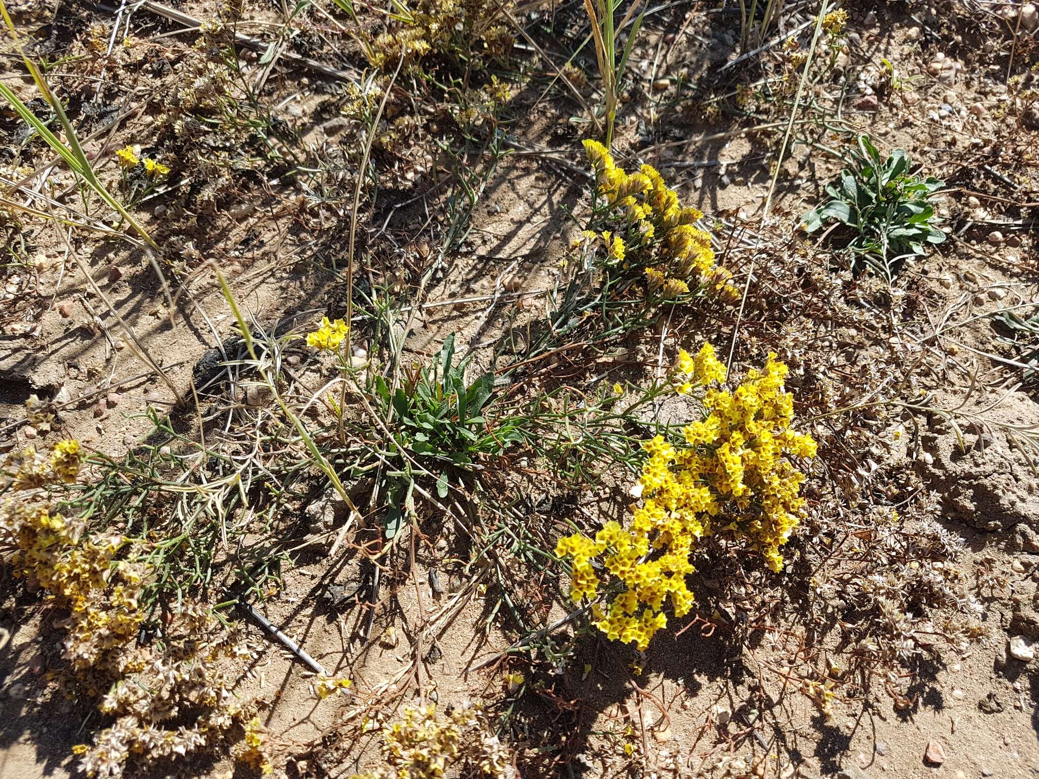 Image de Limonium aureum (L.) Hill