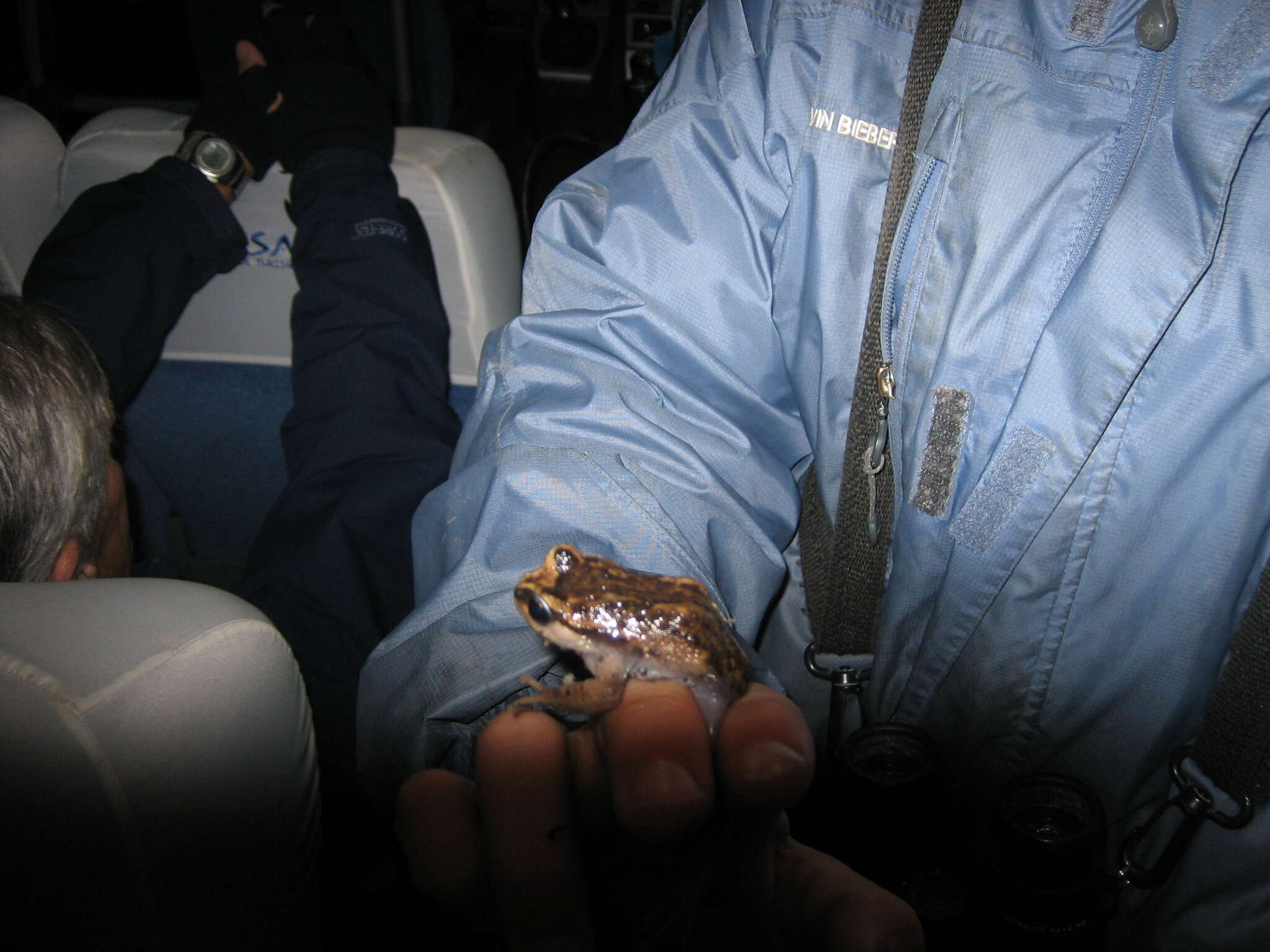 Image of Olive Spiny-chest Frog