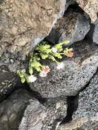 Imagem de Tetramolopium humile subsp. haleakalae T. K. Lowrey