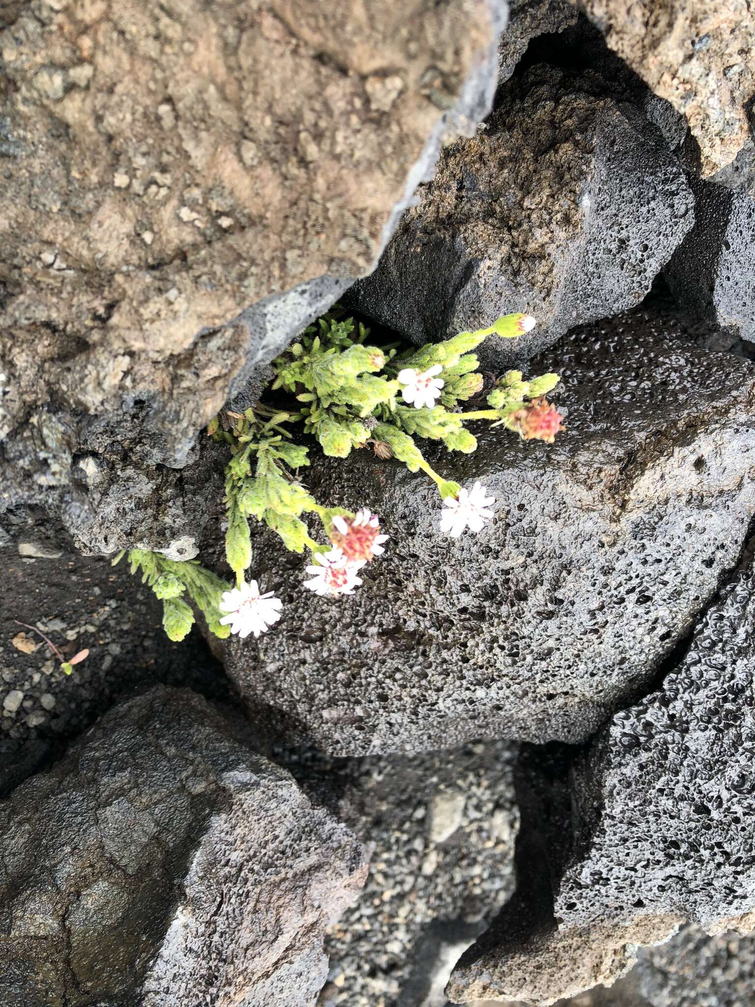 Plancia ëd Tetramolopium humile subsp. haleakalae T. K. Lowrey