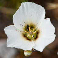 Image of Howell's mariposa lily