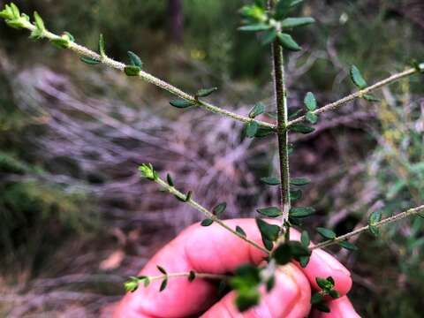 Image of Prostanthera parvifolia Domin