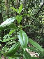 Alstonia macrophylla Wall. ex G. Don resmi