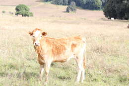 Image of Cow