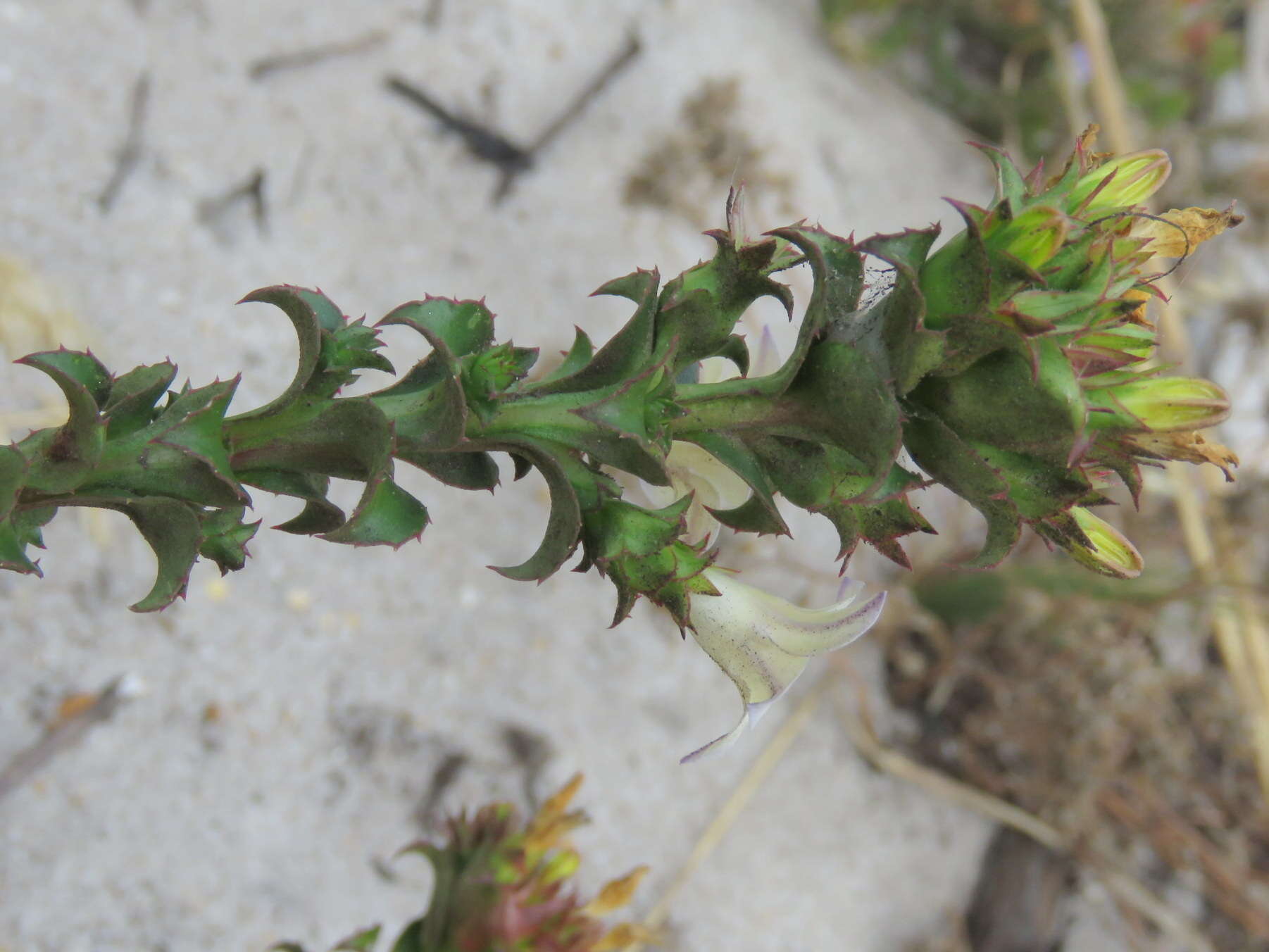 Image of Roella amplexicaulis Dod