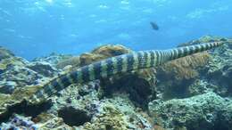 Image of Turtlehead Sea Snakes