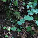 Imagem de Aconitum ranunculoides subsp. puchonroenicum (Uyeki & Sakata) V. N. Voroschilov