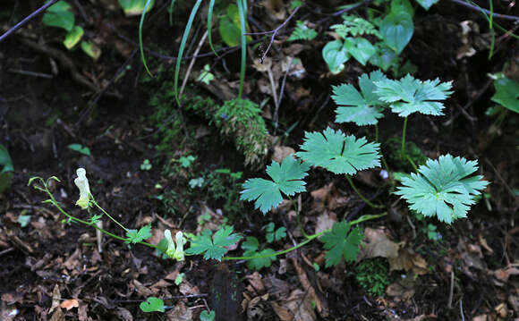 Imagem de Aconitum ranunculoides subsp. puchonroenicum (Uyeki & Sakata) V. N. Voroschilov