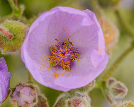 Image of Cristaria glaucophylla Cav.