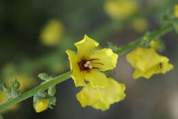 Image of Verbascum dentifolium Del.