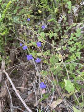 Image of Dampiera hederacea R. Br.