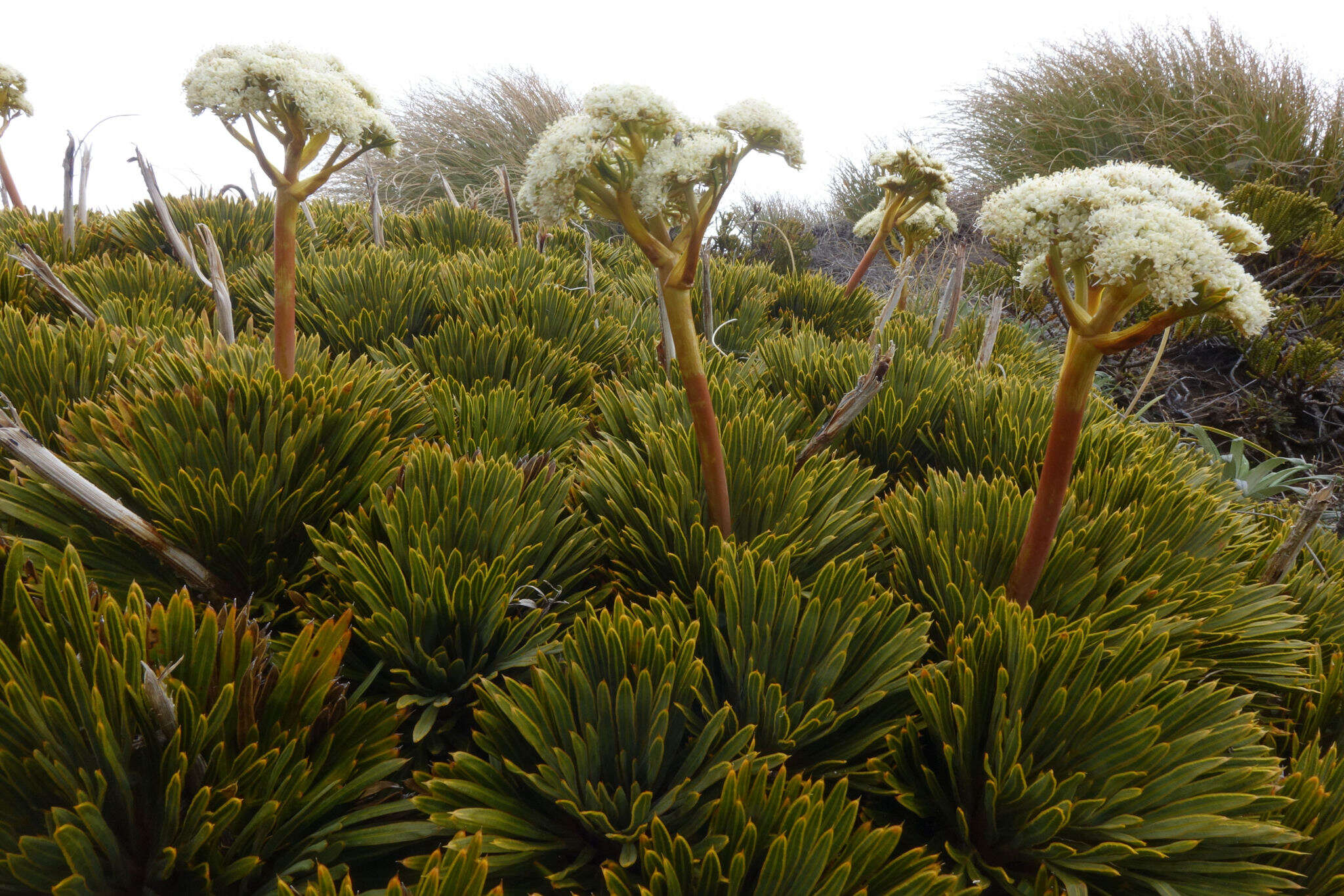 Image of Aciphylla crosby-smithii Petrie