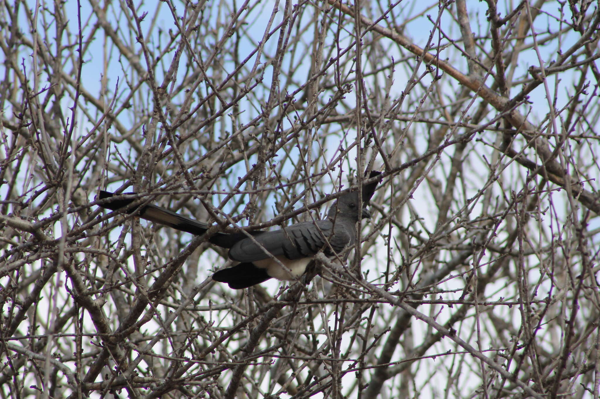 Image of White-bellied Go-away-bird