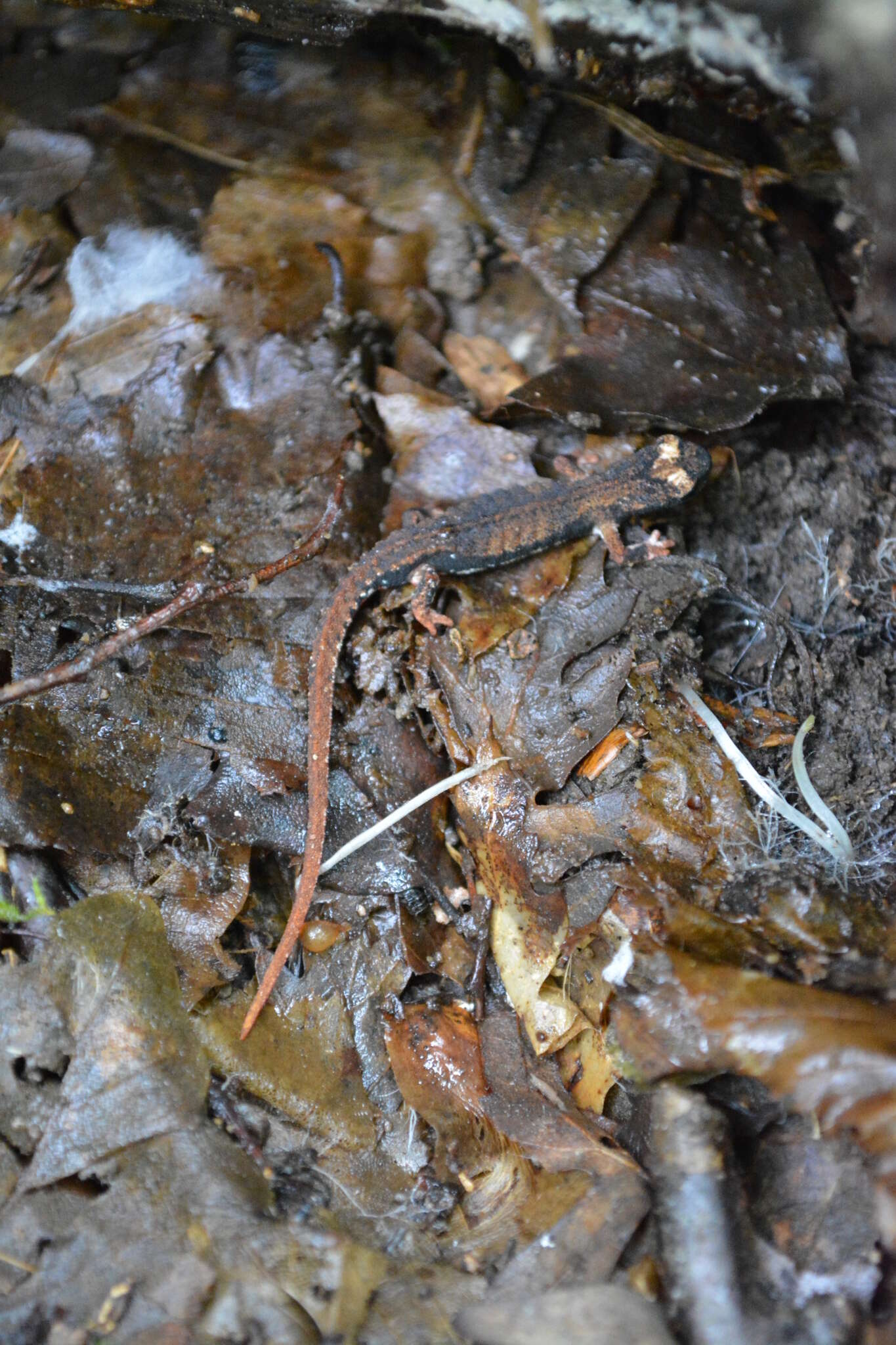 Image of Spectacled Salamander