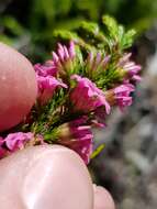 Image of Erica georgica Guthrie & Bolus