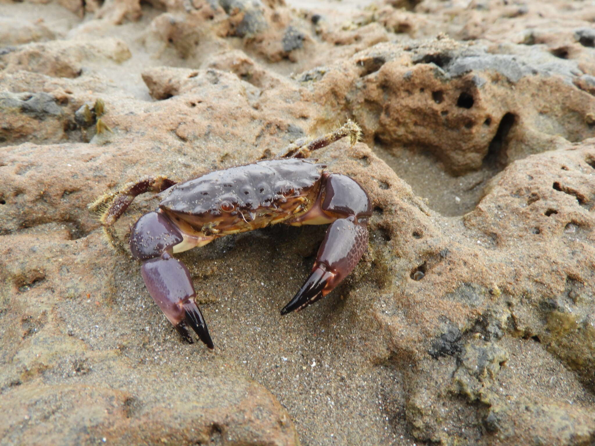 Image of Cuban stone crab