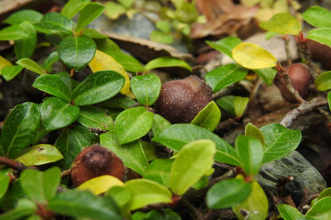 Image of Ficus vaccinioides Hemsl. & King ex King