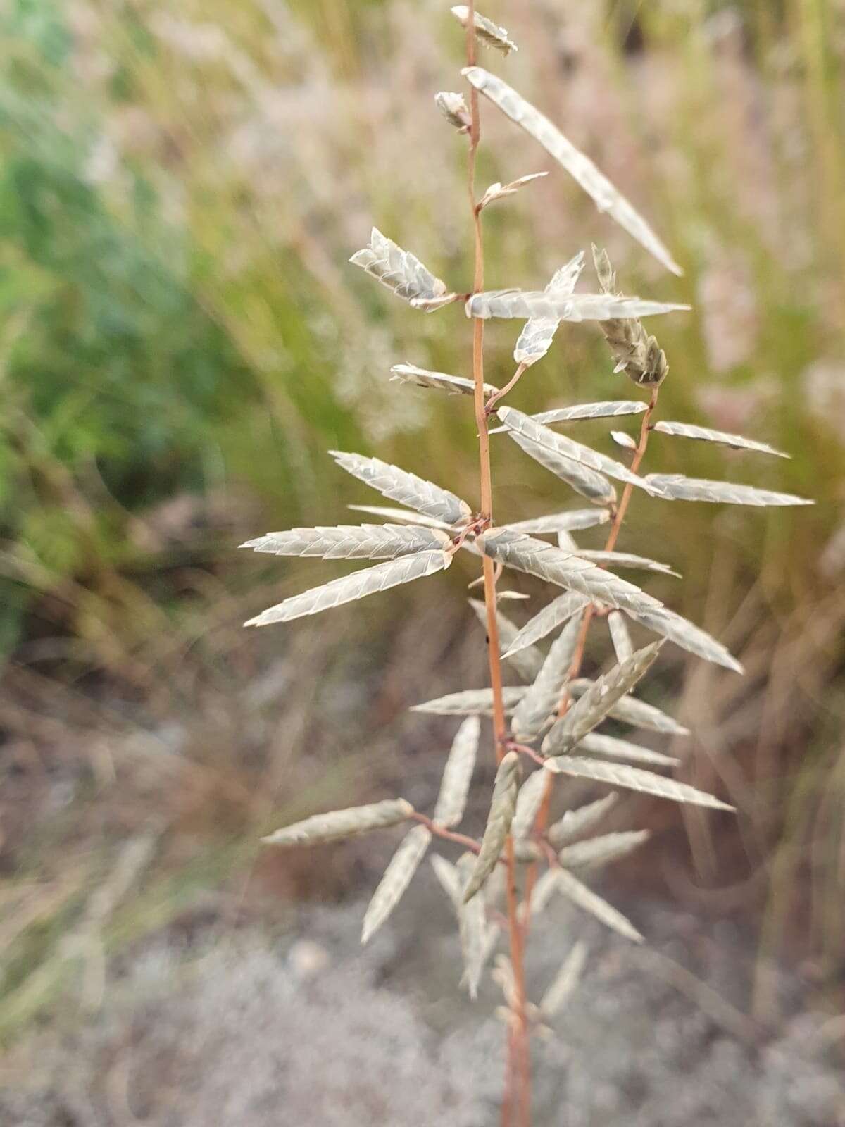 Image of Eragrostis nindensis Ficalho & Hiern