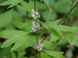 Image of common motherwort