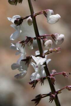 Image of Plectranthus grallatus Briq.