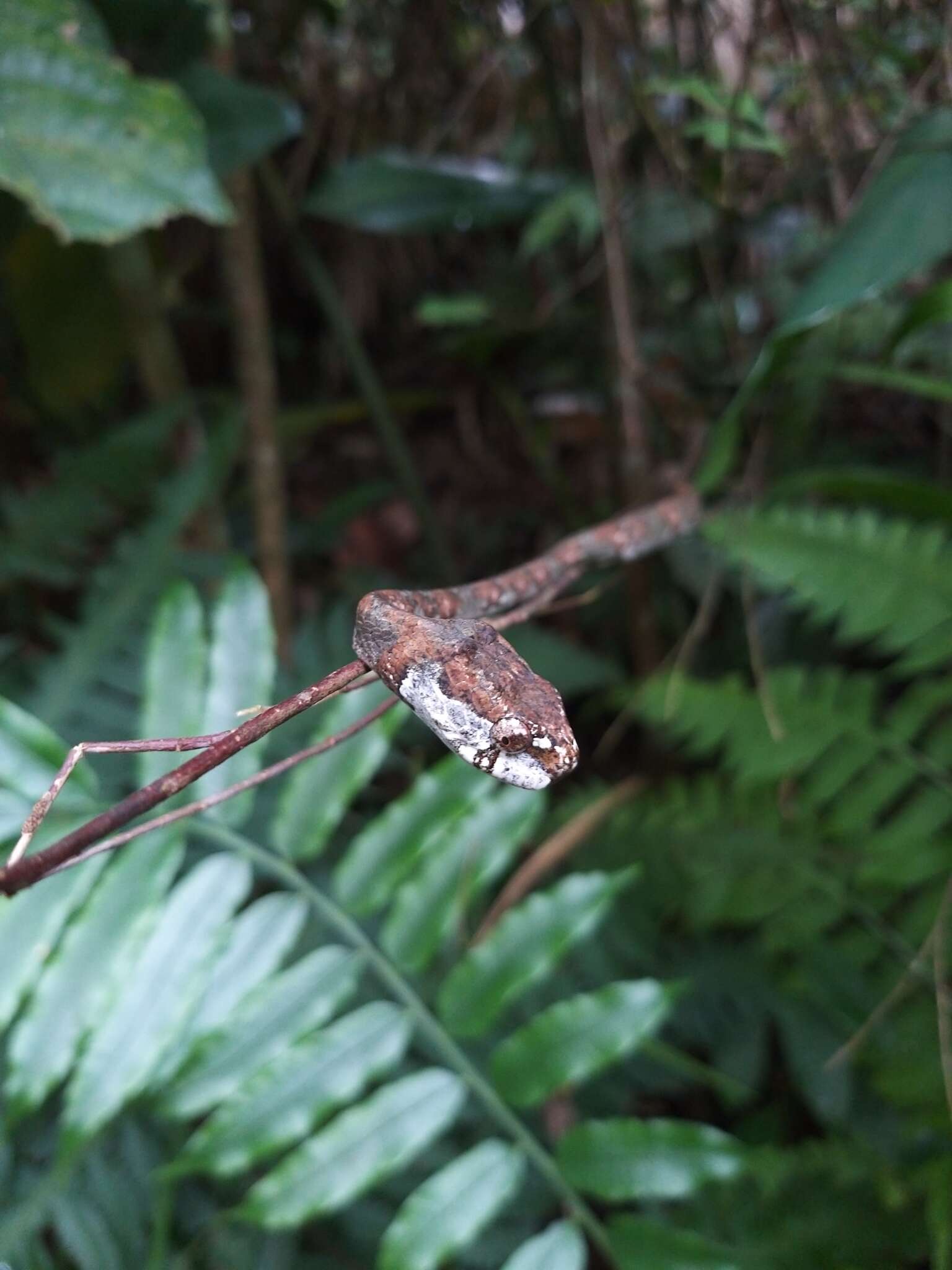 Image of Blunt-head Slug Snake