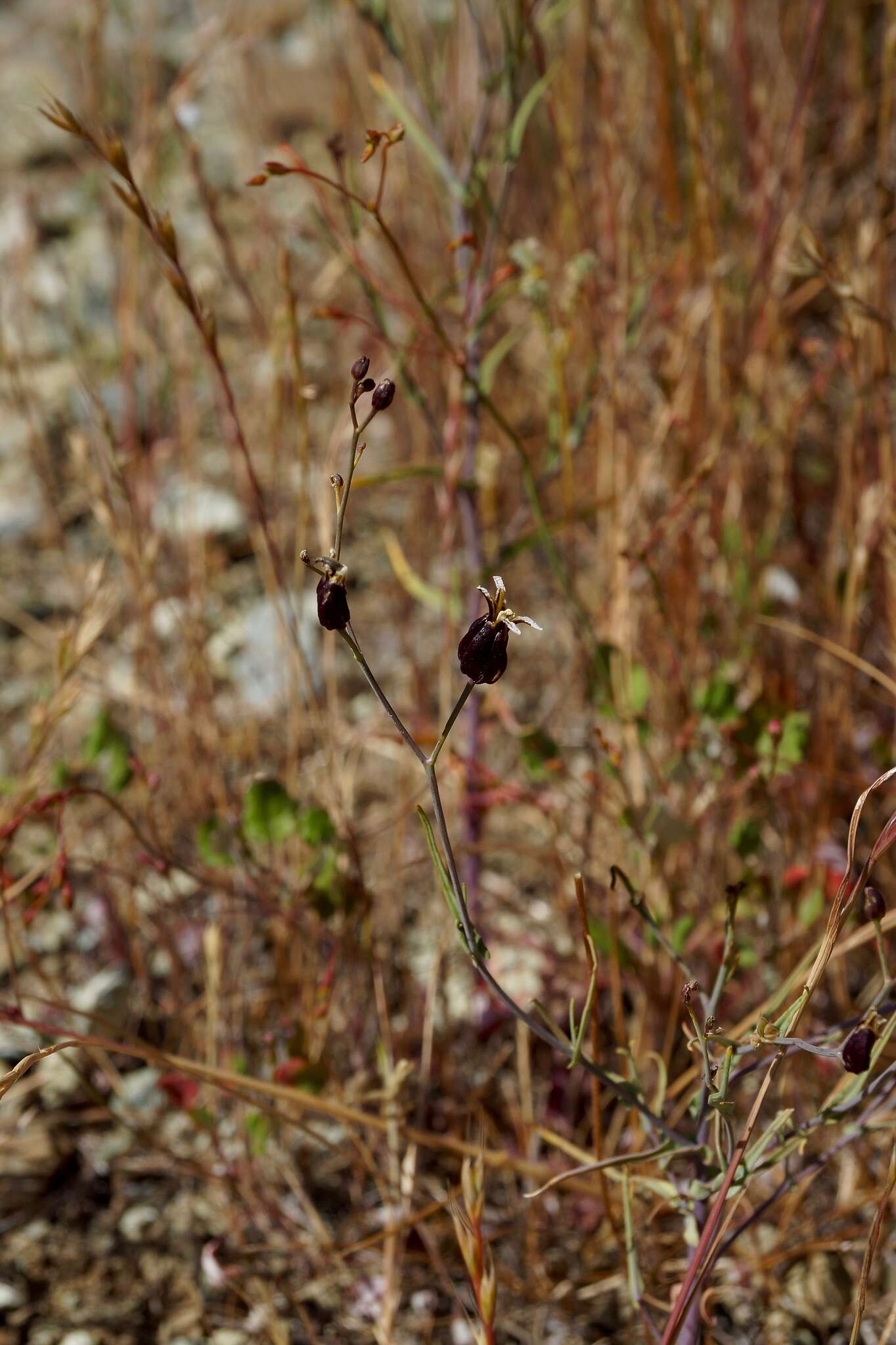 Image of Tiburon jewelflower