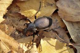 Image of Carabus (Morphocarabus) aeruginosus Fischer von Waldheim 1820