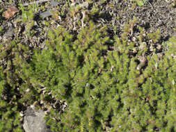 Image of Hansen's spikemoss